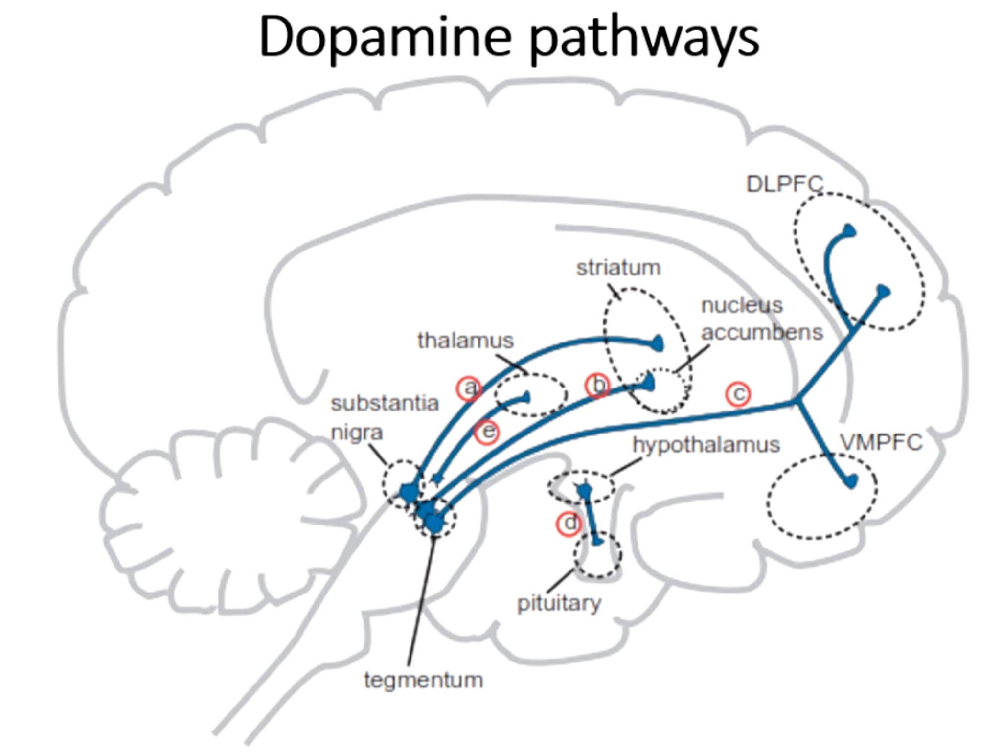 <p>What is pathway d?</p>