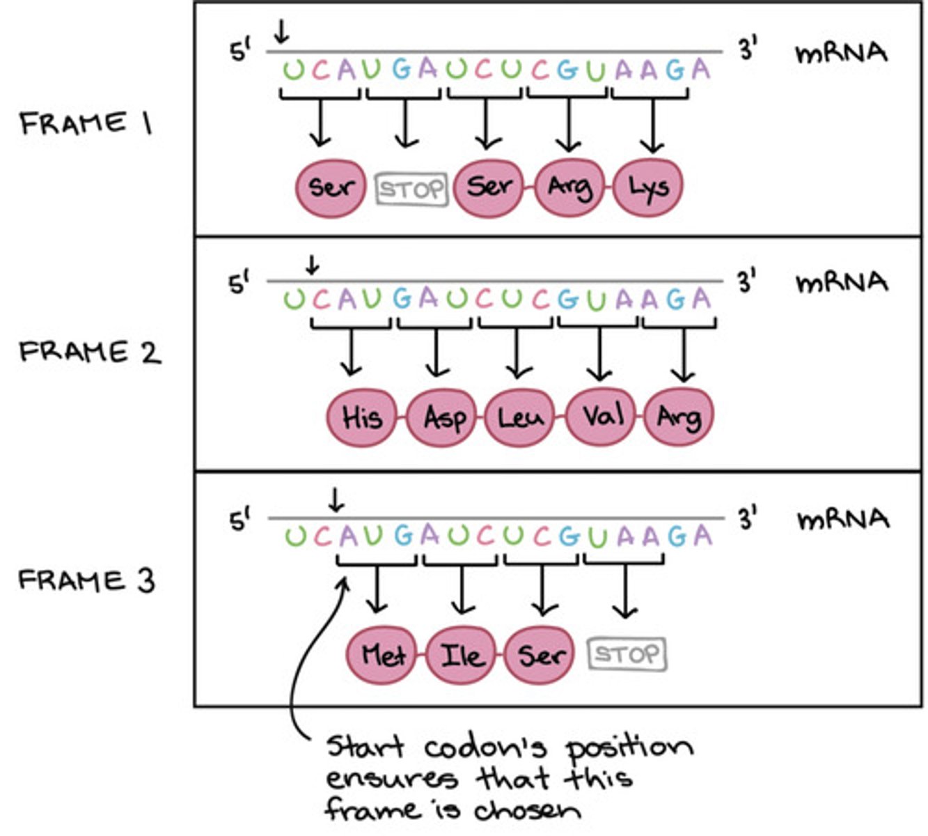 <p>out of these reading frames, which is preferred?</p>