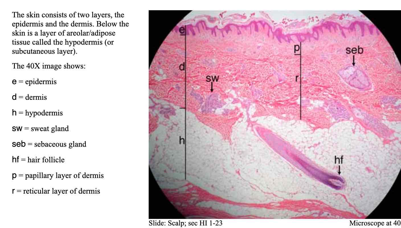 <ul><li><p><strong>Subcutaneous (hypodermis) layer:</strong></p><ul><li><p><strong>Structure: </strong>made up of fat cells, collagen, blood vessels, and nerves; sits below the epidermis (where keratinocytes are found — cells that produce keratin which makes the skin waterproof and tough), melanocytes (cells that make pigment) and Langerhans cells (involved in immune defense); and epidermis (contains connective tissue with collagen and elastin fibres, blood vessels, nerves, hair follicles and glands — sebaceous and sweat glands).</p></li><li><p><strong>Location:</strong></p><ul><li><p>Beneath the epidermis and dermis</p></li></ul></li><li><p><strong>function:</strong></p><ul><li><p>Acts as a barrier against UV radiation, pathogens, and physical injury; provide insulation, regulate temperature, and store fat, act as shock absorber.</p></li></ul></li></ul></li></ul><p></p><ul><li><p><strong>Mucous Membrane:</strong></p><ul><li><p><strong>Structure: </strong>Surface layer made of epithelial (stratified squamous epithelium); loose connective tissue (lamina propria) that consists of nerves, veins, and structural proteins — attaches the epithelium to the smooth muscle; deepest layer (muscularis mucosae) is the smooth muscle that keeps the mucosa moving — most active in the stomach.</p></li><li><p><strong>Location: </strong>Found in areas that are exposed to the external environment; places like the respiratory tract (nose, mouth, throat), urinary and genital tracts (vagina, urethra, ureter, bladder), Ears, anus, and digestive tract (stomach and intestines)</p></li><li><p><strong>function: </strong>Protect organs from chemicals and physical damage; help food move; keep the tissues in the area moist.</p><p></p></li></ul></li><li><p><strong>Serous Membrane:</strong></p><ul><li><p><strong>Location: </strong>Thin layers of tissue that line organs and body cavities; found in pleura (surrounds the lungs in the pleural cavity; reduces friction), peritoneum (lines the abdominal cavity and organs; reduces friction between the abdominal and pelvic organs and the body wall); pericardium (surrounds the heart)</p></li><li><p><strong>Structure: </strong>Have two layers; parietal layer (lines the walls of cavity) and visceral layer (surrounds the organs); and then it has serous space (fluid filled cavity between the parietal and visceral layer)</p><ul><li><p>Also made of simple squamous epithelium, connective tissue, and serous fluid (lubricating substance from blood vessels and lymph vessels — that helps reduce friction)</p></li></ul></li><li><p><strong>function:</strong></p><ul><li><p>Reduce friction in the body.</p></li></ul></li></ul></li></ul>