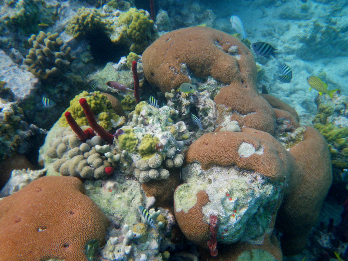 <p>Shallow-water scarlet coral (<em>Siderastrea</em>)</p>