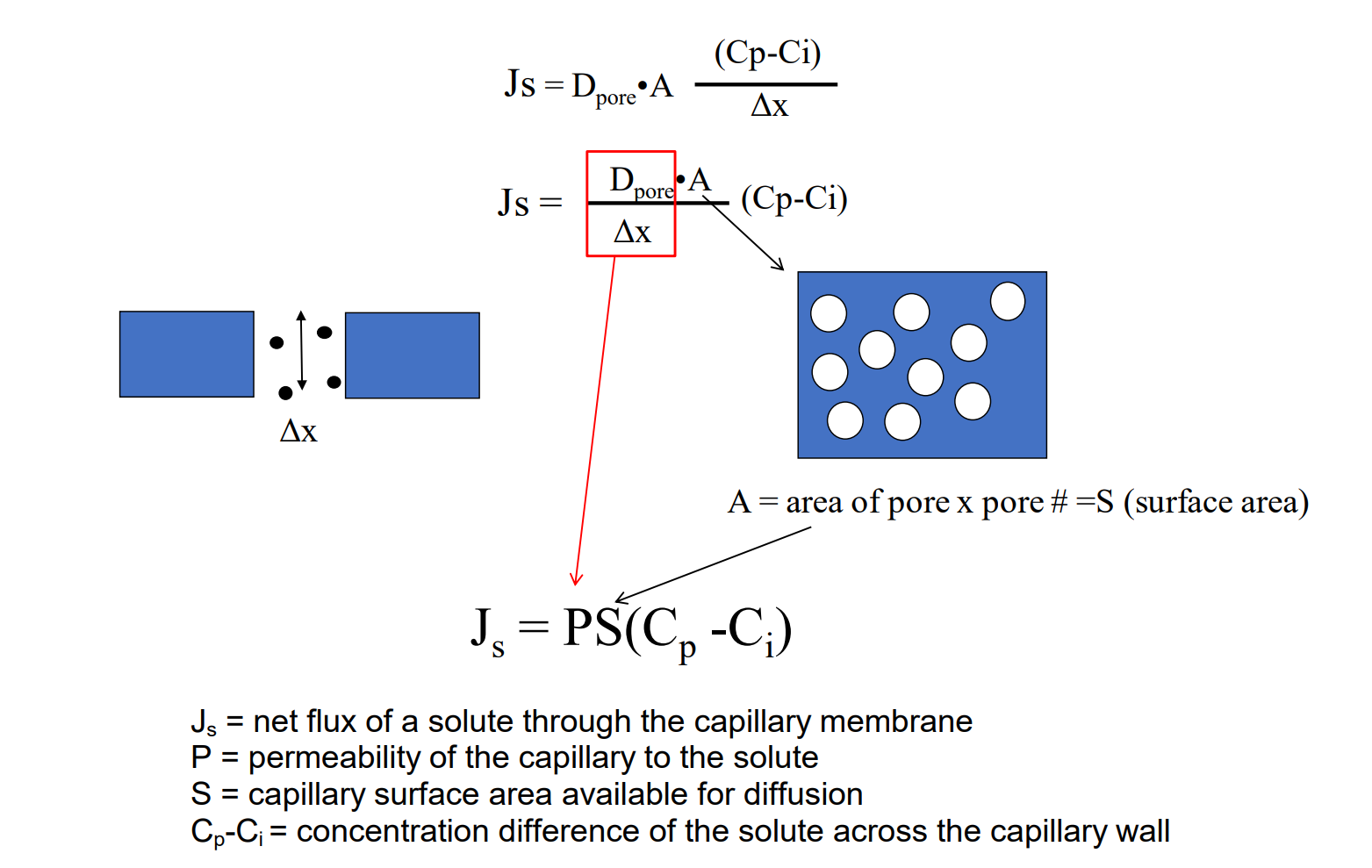 <p>Js = net flux of a solute through the capillary membrane </p><p>P = permeability of the capillary to the solute </p><p>S = capillary surface area available for diffusion </p><p>Cp-Ci = concentration difference of the solute across the capillary wall</p>