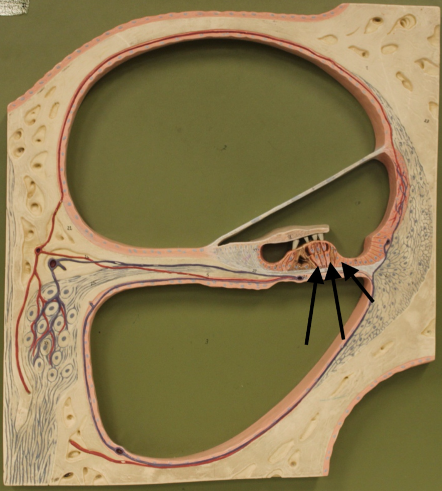 <p>name these sensory structures</p>