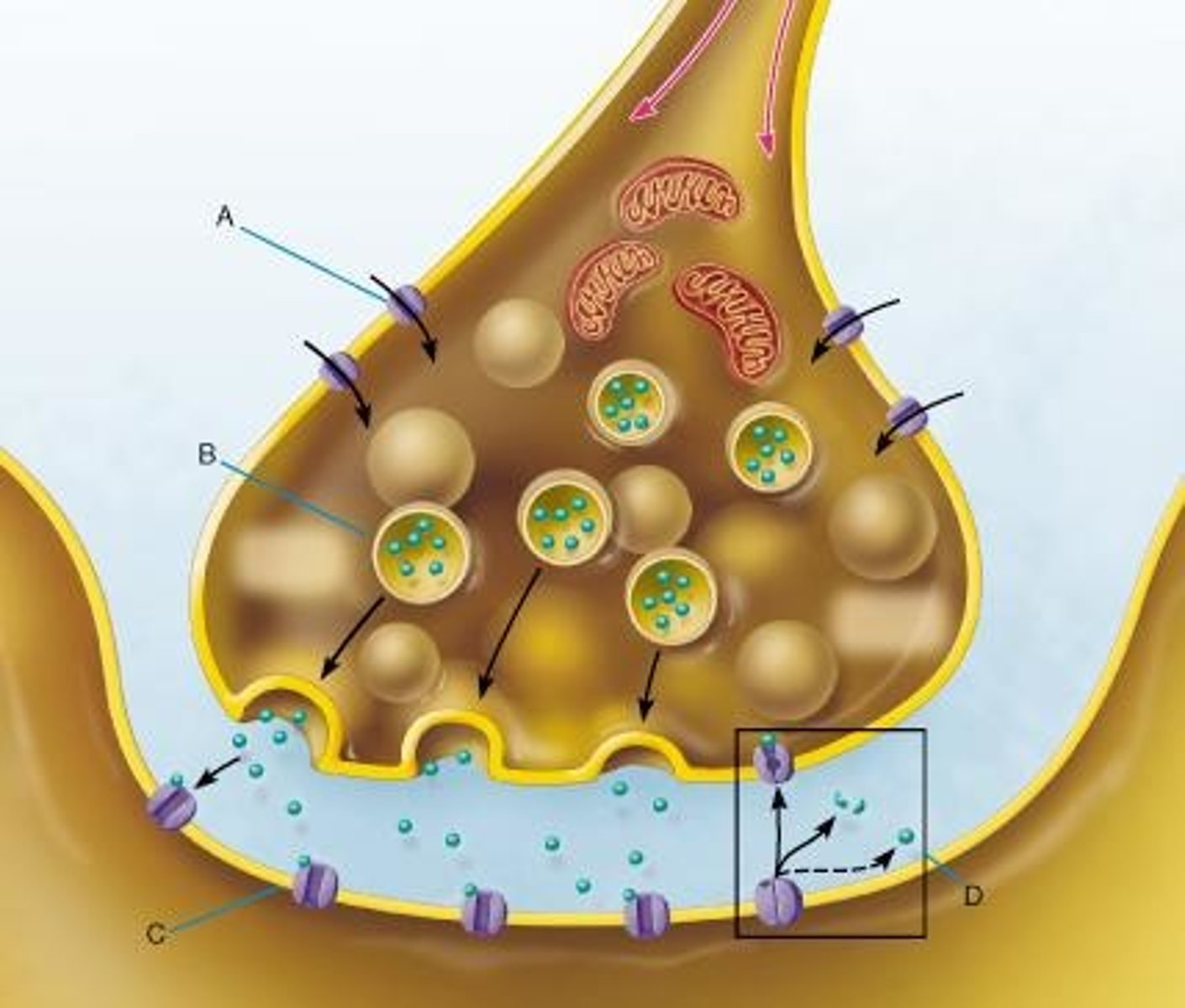 <p>local electrochemical signaling occurring between nerve cells or nerve and muscle cells</p>