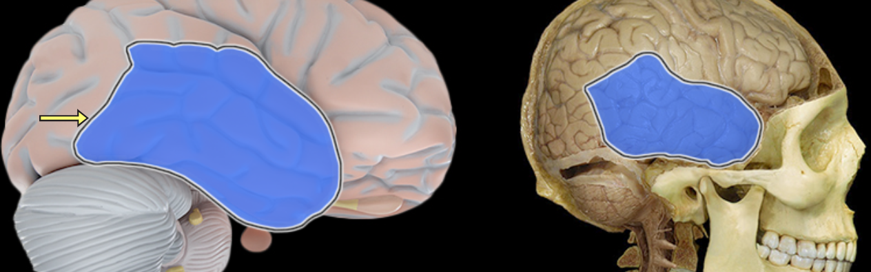 <p>Temporal lobe</p>