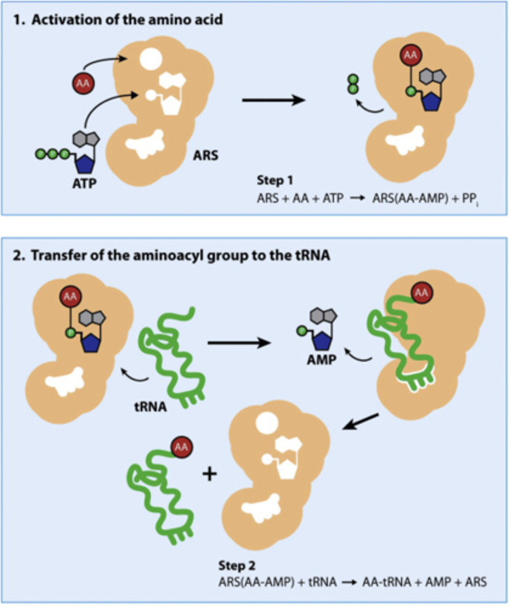 <p>AKA: -able to bind to different tRNAs that code for specific amino acid<br>-catalyzes covalent attachment to tRNA -&gt; aminoacyl tRNA released from enzyme<br>-available to deliver AA to growing polypeptide chain of ribosome<br><br>the many different synthetases that add different AAs to different tRNAs; do so by adding 2 high-energy bonds from ATP (AA adding is energy-rich) to the 3' end of tRNA</p>