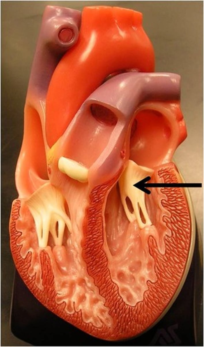 <p>Function: prevent back flow of blood between the left atrium and the left ventricle; bicuspid valve</p>