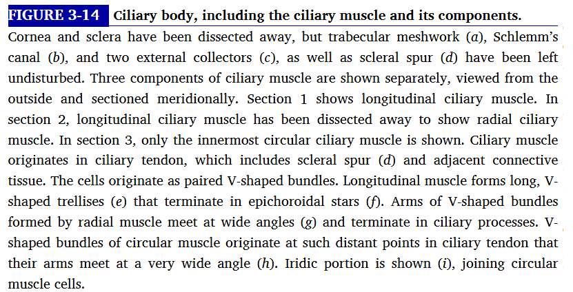<p>smooth muscle tissue</p><p>function is controlling accomodation</p><p>long radial and circular directions</p><p>longitudinal muscle fibres lie adjacent to supraciliaris and parallel to sclera </p><p>radial fibres form wider shorter Vsthat originate at the scleral spur and insert into connective tissue near base of ciliary proceses </p><p>innermost region of ciliary muscle , annular muscle is formed of cicular muscle bundles with a sphincter type of action. located near major circle of iris . </p>
