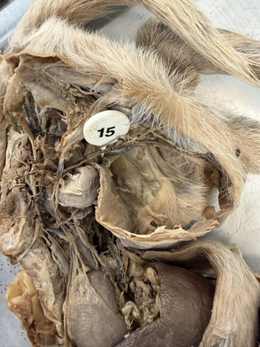 <p>Name one boundary of the opening the pin is passing through first</p>