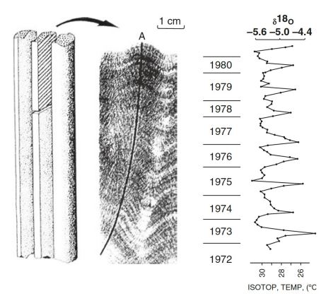 <ul><li><p>Faster, lower-density growth during summer months</p></li><li><p>massive corals typically</p></li><li><p>Aragonite skeleton records:</p><ul><li><p>changes in accessory elements</p></li><li><p>changes in isotopic ratio</p></li></ul></li></ul><p></p>