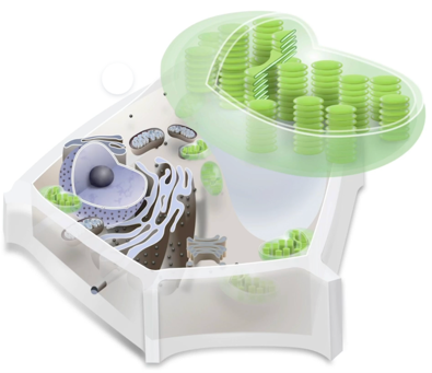 <p>bound by two layers of membrane</p><p>smaller structures called thylakoids, each membrane-bound</p><p>thylakoids stacked are grana</p>
