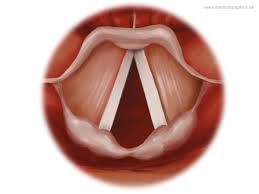 <p>two elastic ligaments in the larynx</p>