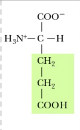 <p>Glutamate</p>