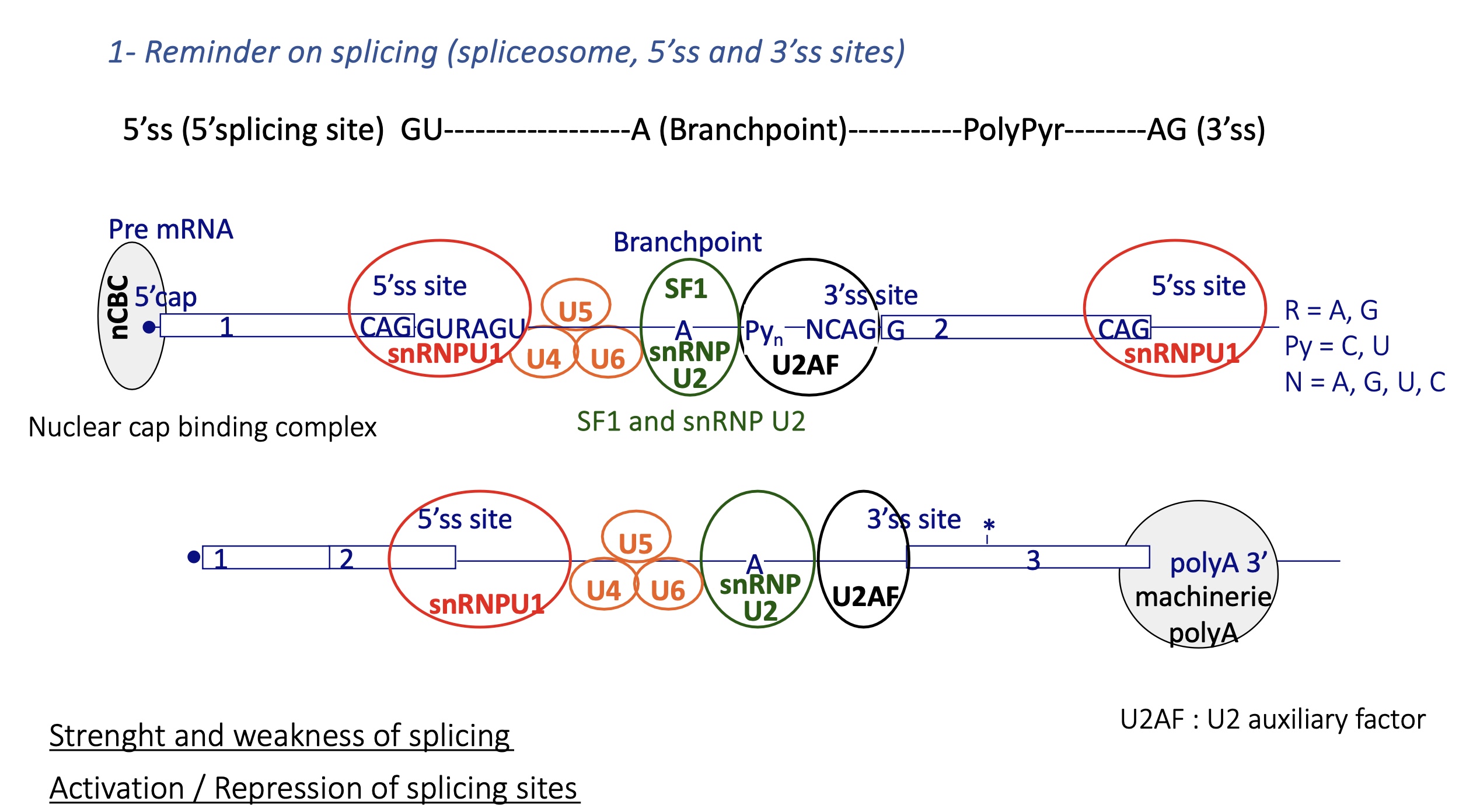<p>premRNA : </p><ul><li><p>nuclear Cap binding complex binds to 5’ CAP —&gt; define beginning of exon and prevents degradation </p></li><li><p>snRNPU1 at the 5’Splicing Site SS of the intron</p></li><li><p>U2AF binds to 3’SS = auxiliary factor</p></li><li><p>SF1 and snRNP U2 is recruited at branch point thanks to U2AF and binds to branch point </p></li><li><p>snRNP U2 recruites other snRNP U4/5/6 and SF1 is removed </p></li></ul><p>= spliceosome </p><p></p>