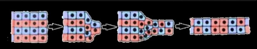 <p>Process which a tissue narrows along one axis and lengthens in a perpendicular (anti to post) axis, cells moving toward each other and intercalating; transforms the embryo from round to elongated</p>