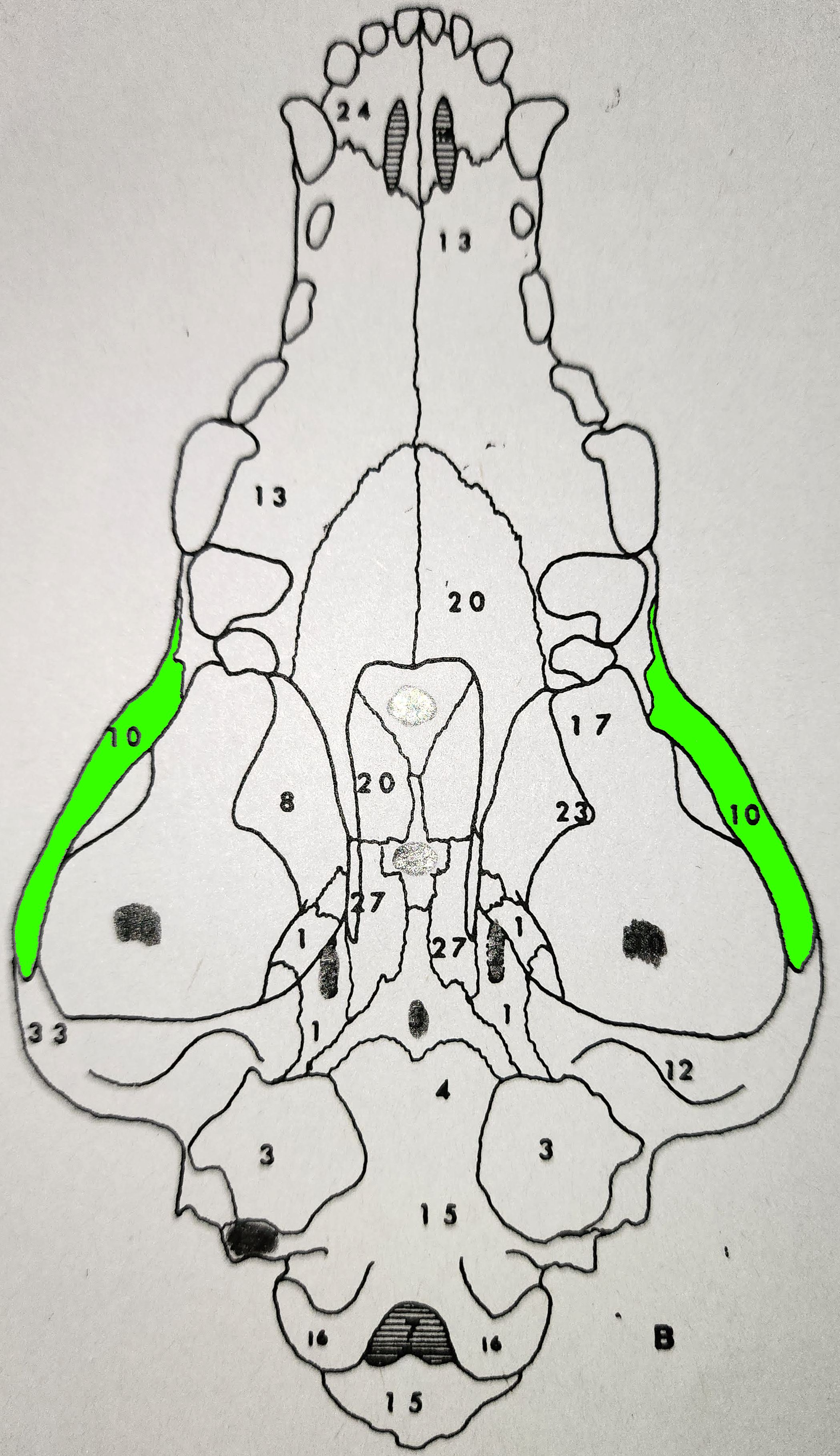 knowt flashcard image