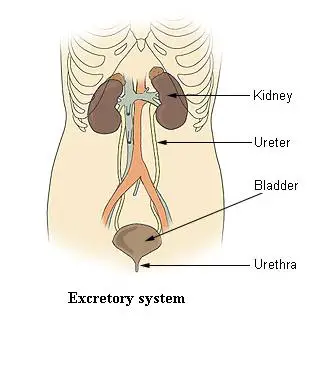 <p>the elimination of waste products from the body</p>