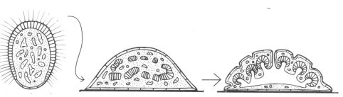 <p>Larva parenchymula je solidní (nemá dutinu), voln ě plave nebo leze.</p>