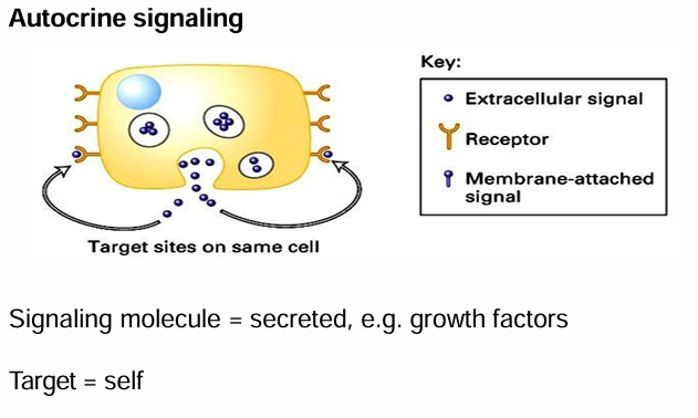 <ul><li><p>Cell communicating with itself&nbsp;</p></li><li><p>Signaling and target cell is the same&nbsp;</p></li><li><p>Cell produced secreted signal, and also carries receptors for it&nbsp;</p></li><li><p>Ex. Growth factors produced to induce cell division&nbsp;</p></li></ul><p></p>