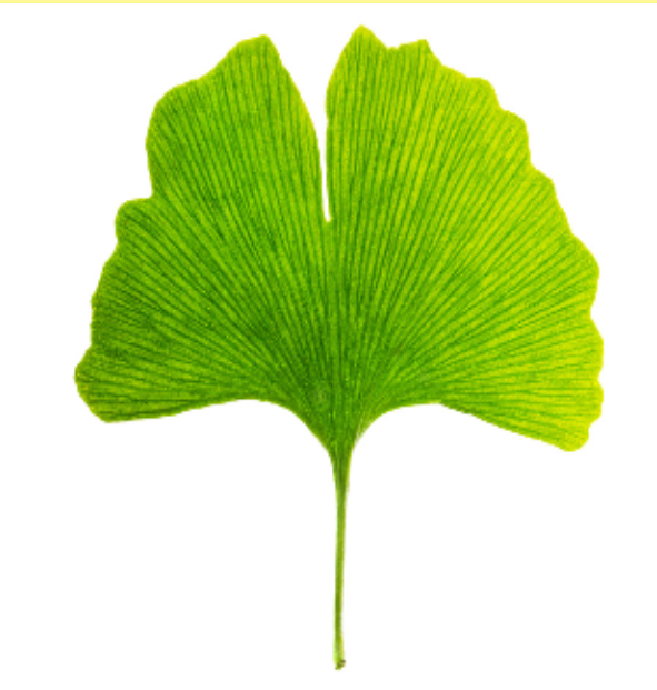 <p>Identify the species that this leaf comes from&nbsp;</p>