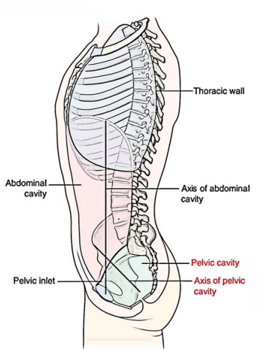 <p><strong>Pelvic Axis</strong></p><p>-Top of pubic symphysis and anterior superior iliac spine lie in the same vertical plane </p><p>-Pelvic inlet is tilted ____________</p><p>-Bodies of pubic bones and pubic arch position in ____________ plan facing ground</p>