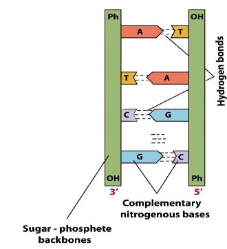 <p>Proposed by James Watson and Francis Crick in 1953, it describes the double helix structure of DNA and the base pairing rules (A-T and C-G).</p>