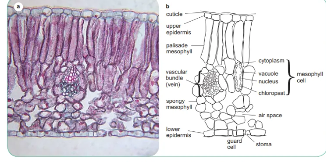 <p>Describe this image</p>
