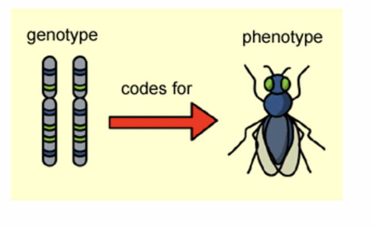 <p>the physical or biochemical characteristics of an organism that are the result of gene expression (or set of genes) and the environment</p>