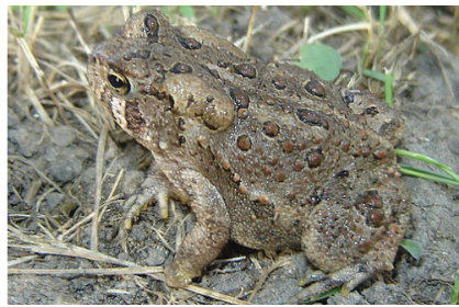 <p>American toad</p>