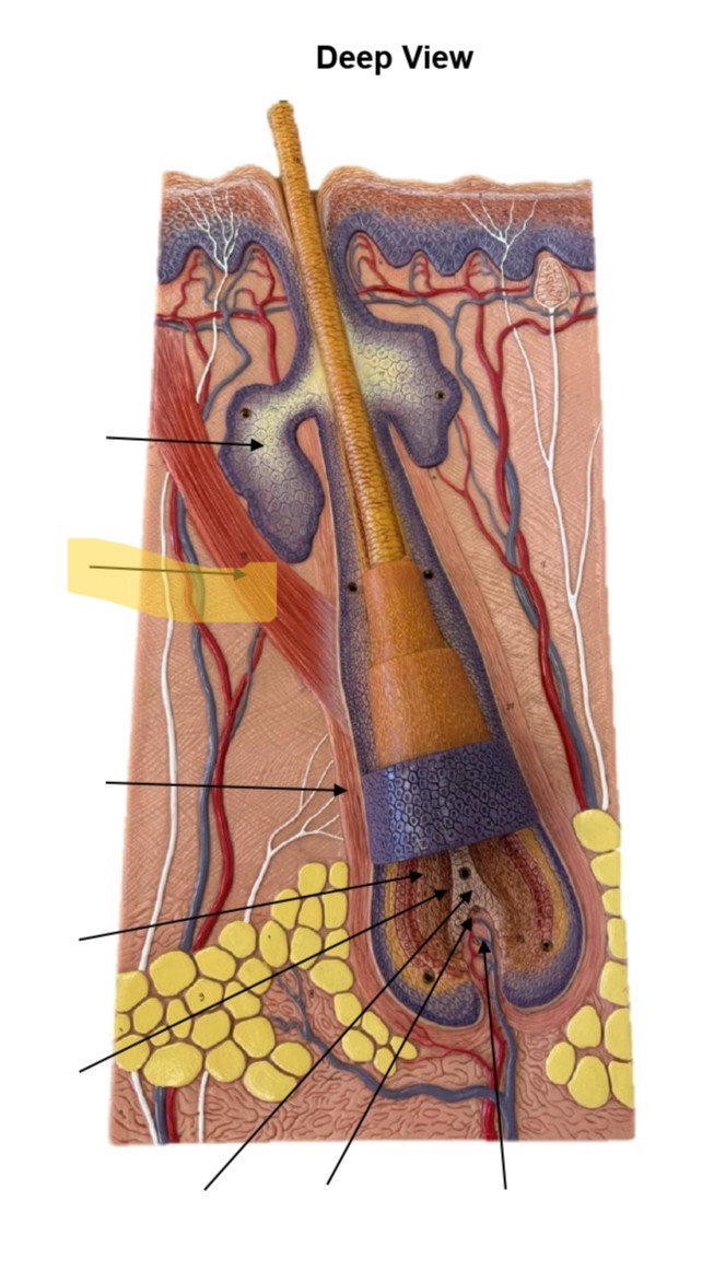 <p>Arrector Pili Muscle</p>