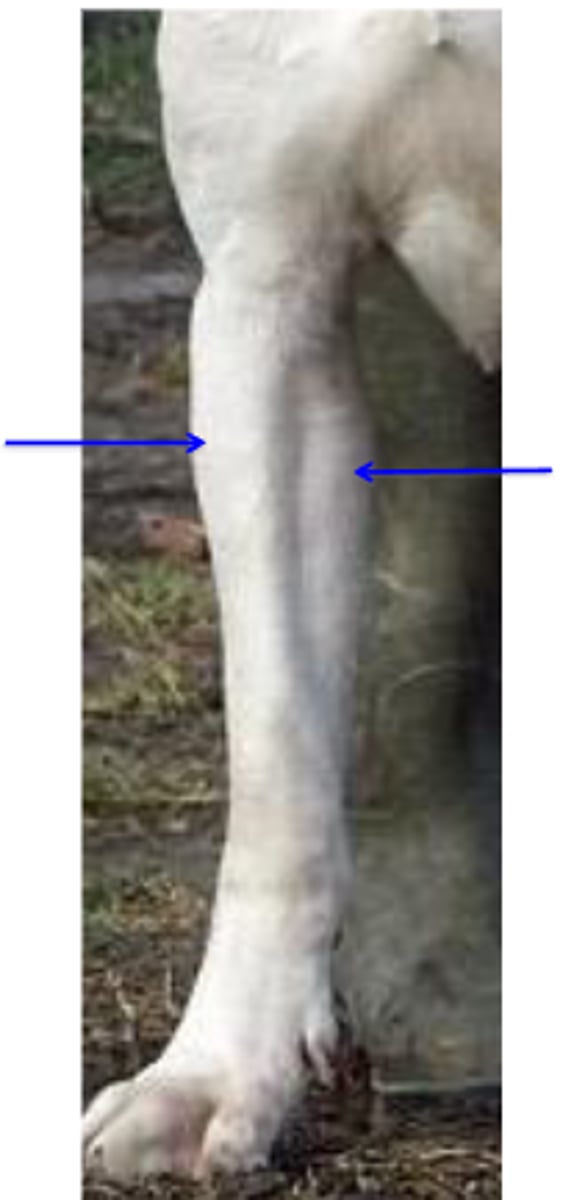 <p>The arrow on the right is pointing to [extensor/flexor] muscles</p><p>2 multiple choice options</p>