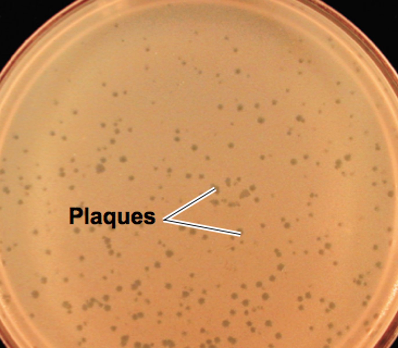 <p>- areas on a petri dish full of bacteria where the bacteria have been killed off by the virus</p><p>- "clear zones"</p><p>- can be used to count viruses</p>
