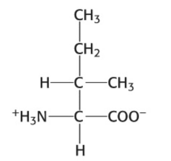 <p>Which amino acid is this</p>