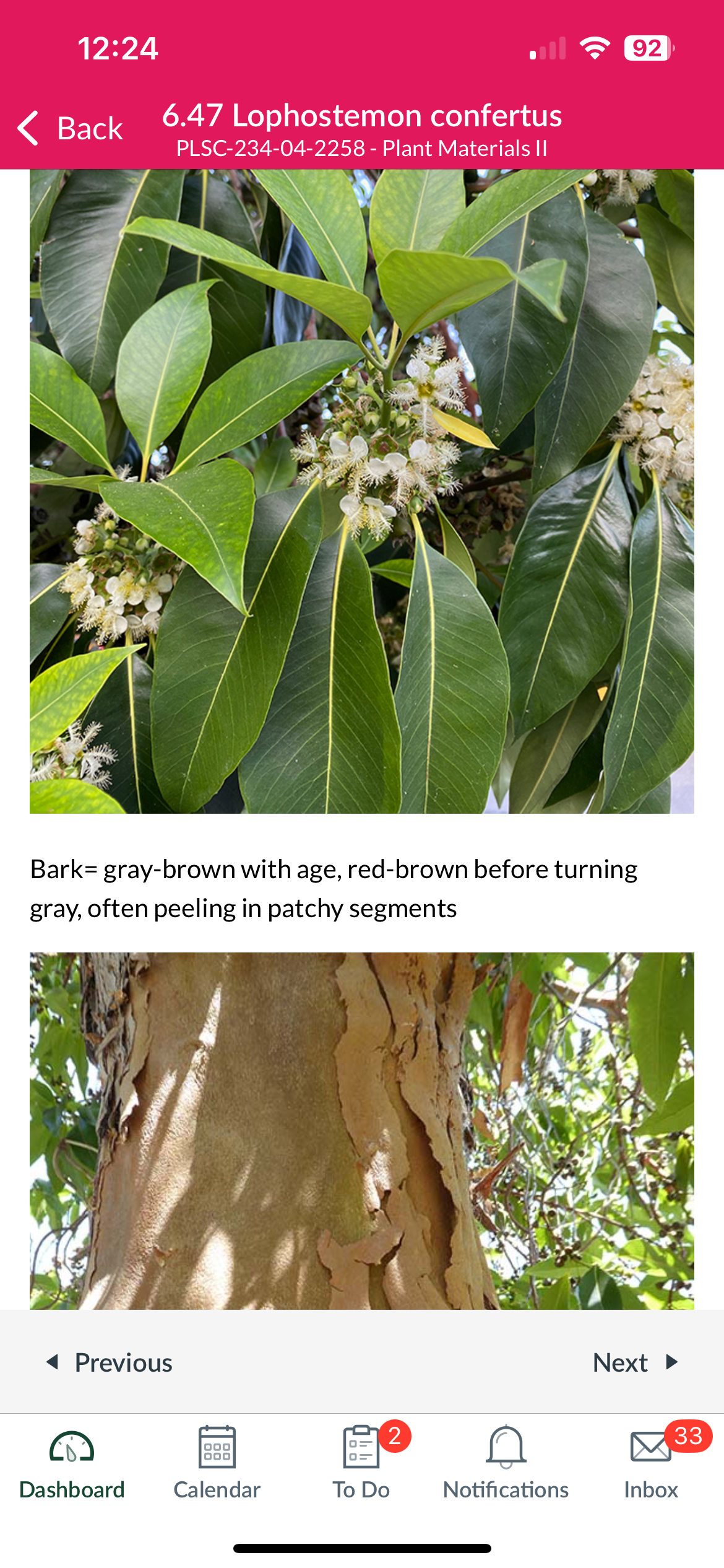 <p>Lophostemon confertus</p>