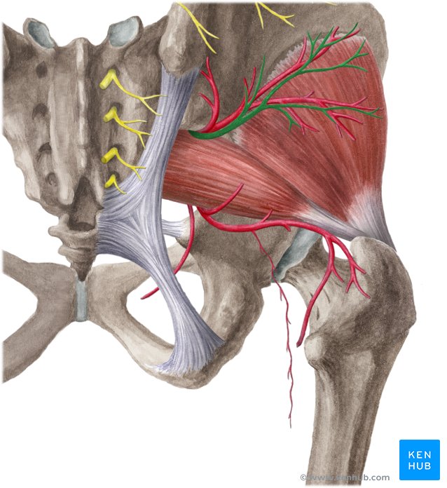 <ul><li><p>passes through the greater sciatic foramen superior to the piriformis muscle</p></li></ul><p></p>