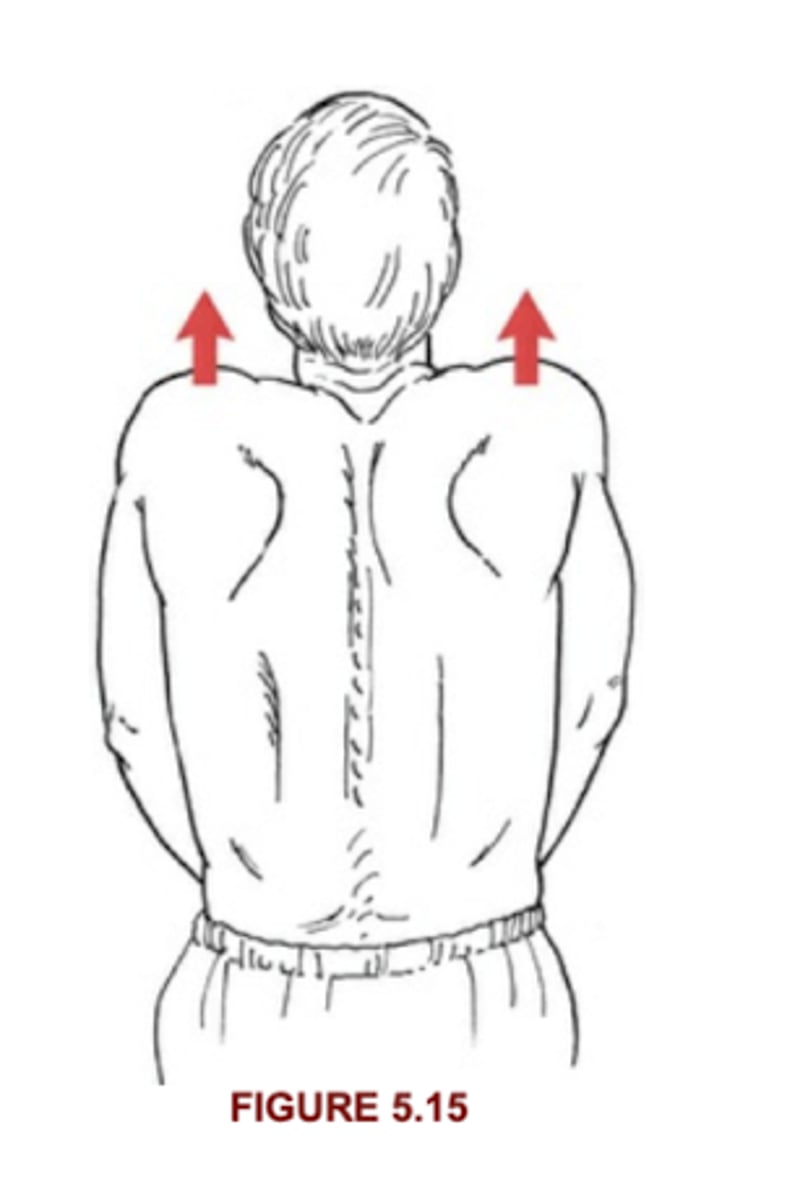 <p>Elevates thru full ROM, without resistance</p>