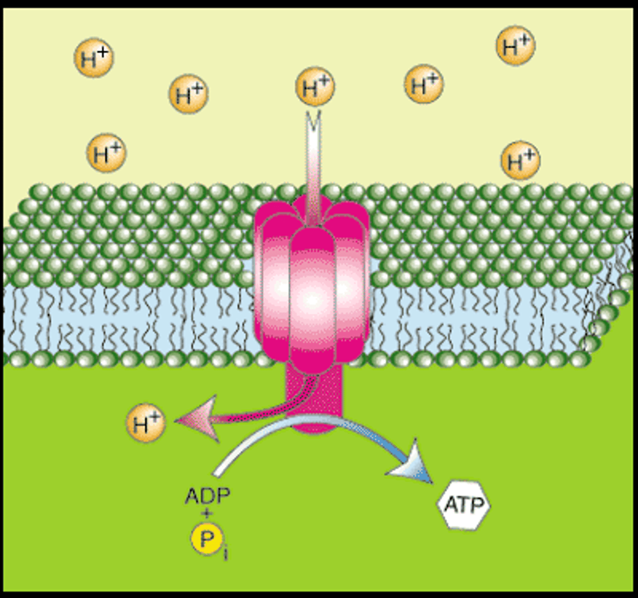 <p>2 combined forces drive the diffusion of ions across the membrane.</p>