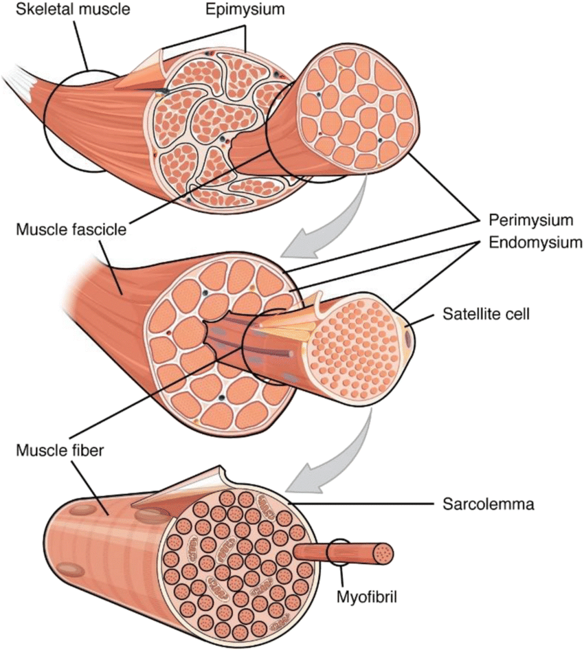 skeletal muscle