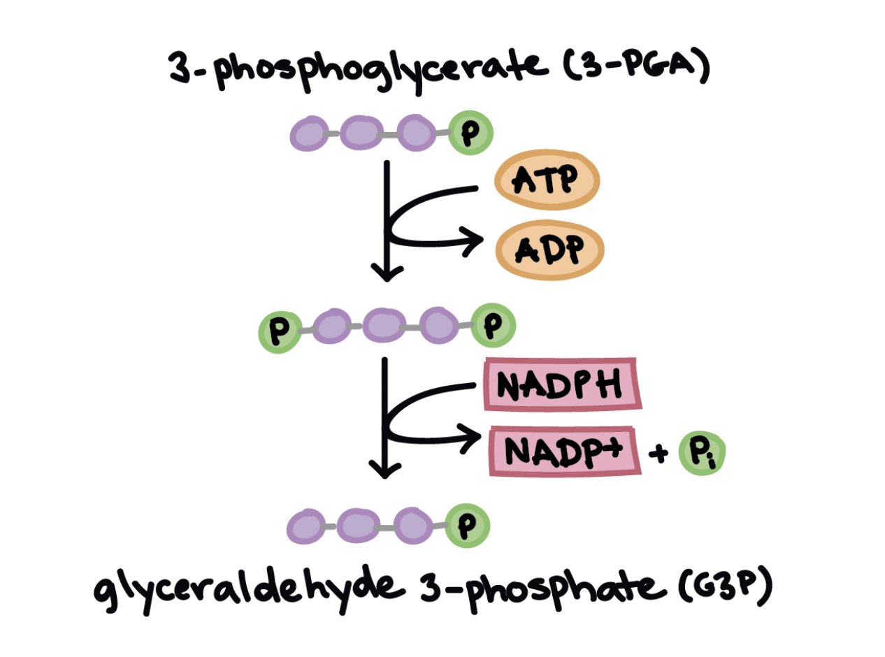 <ul><li><p>Energy is added when ATP and NADPH convert 3-PGA into G3P.</p></li><li><p>1ATP phosphorylates 3-PGA to produce 1,3-bisphosphoglycerate, adding a phosphate group.</p></li><li><p>2 NADPH donates two electrons to reduce 1,3-bisphosphoglycerate.</p></li><li><p>As<span style="background-color: transparent; font-family: Arial, sans-serif, Inter, ui-sans-serif, system-ui, -apple-system, BlinkMacSystemFont, "Segoe UI", Roboto, "Helvetica Neue", "Noto Sans", "Apple Color Emoji", "Segoe UI Emoji", "Segoe UI Symbol", "Noto Color Emoji"; font-size: 1.6rem;"><span> it gains electrons, it loses a phosphate, forming G3P and releasing 2NADP⁺ and 2Pi.</span></span></p></li><li><p>For every three CO₂ molecules, the cycle produces one net G3P that is usable.</p></li><li><p>Two G3P molecules are needed to synthesize 1 glucose, so:one<br>6 CO₂ → 2 G3P → 1 glucose.</p></li></ul><p></p>