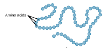 * Proteins consisting of a sequence of aa’s determined by DNA code