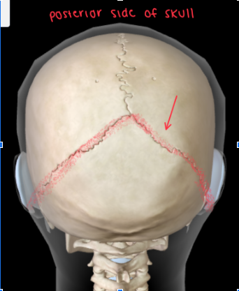 <ul><li><p><strong>DIVIDES PARIETAL and OCCIPITAL BONE </strong></p></li></ul><p></p>