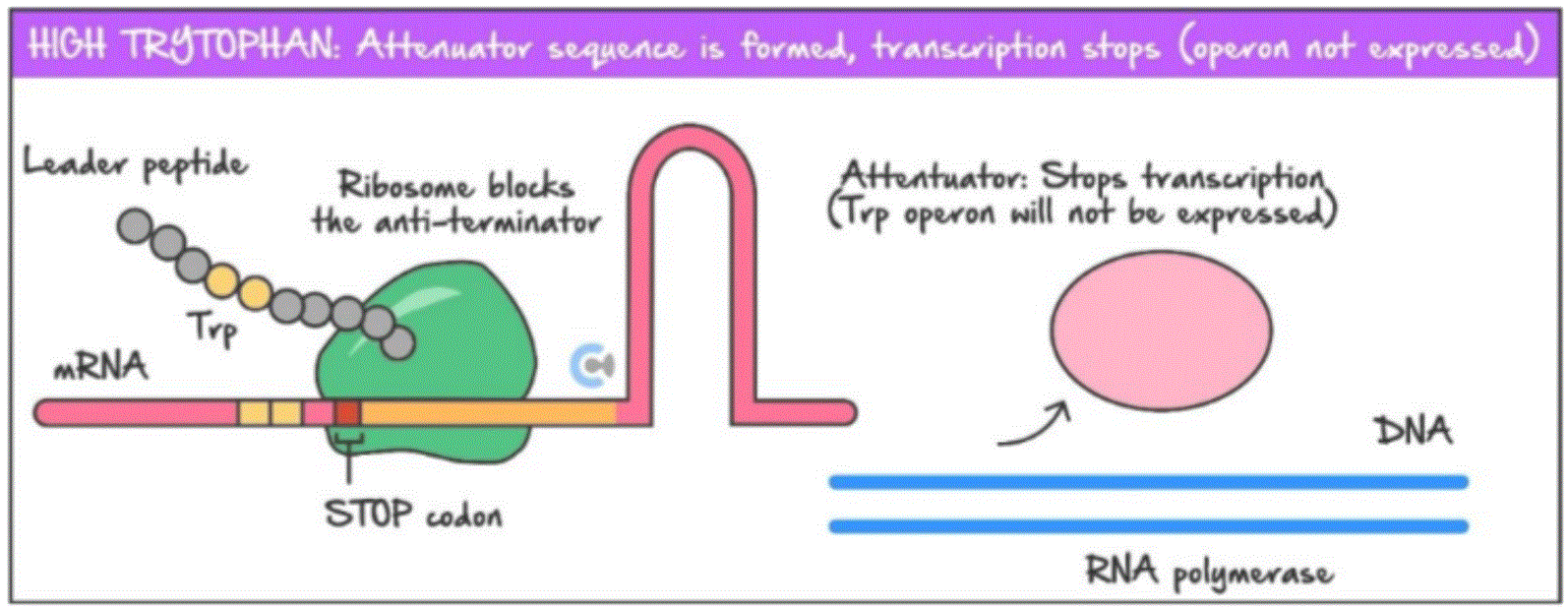 <p></p><p>When tryptophan levels are not abundant in the cytosol but are high in tRNA molecules, the ribosome will move past the two trp codons and reach a stop codon on the leader sequence of the mRNA strand</p><p><span>This will block the anti-terminator loop from forming,&nbsp; resulting in the formation of the attenuator loop in the leader sequence.&nbsp;</span></p><p><span>This will cause the attenuator region at the end of the leader sequence to detach, causing the mRNA strand to detach, stopping transcription as the trp operon is not expressed (RNA polymerase can no longer continue transcribing the mRNA strand)</span></p>