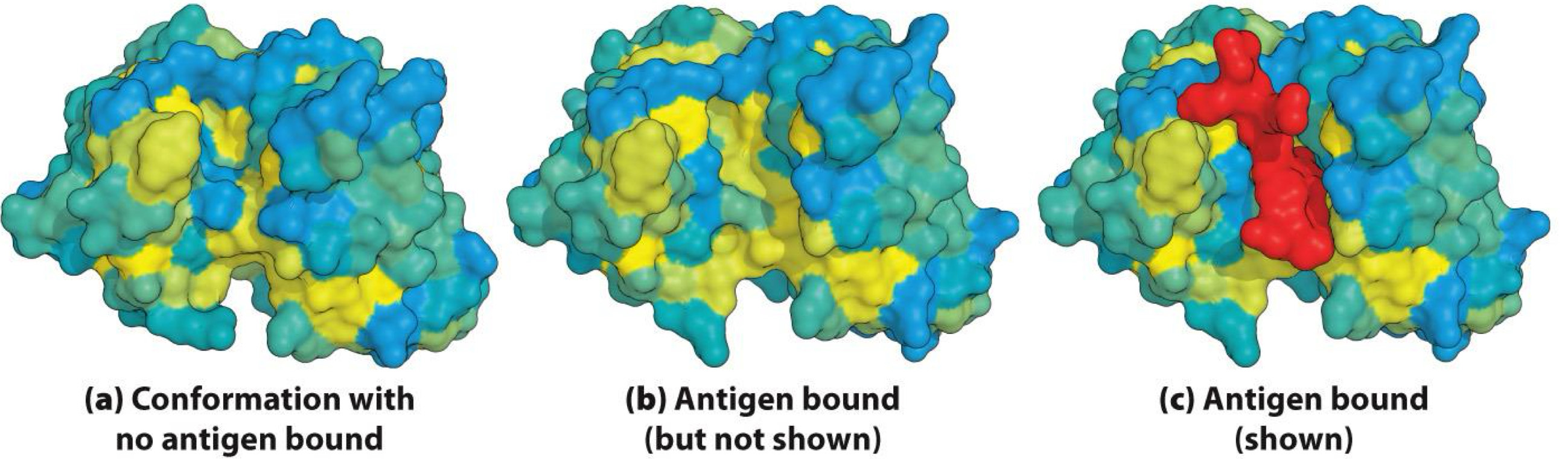 <p><span>Antibody changes shape (conformation) when binding to antigen</span><br><span>- Provides tight binding</span></p>