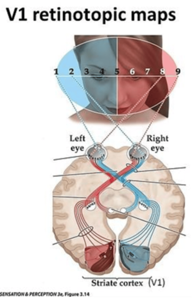 <p>Each point of the visual field maps onto a local group of neurons in V1</p>