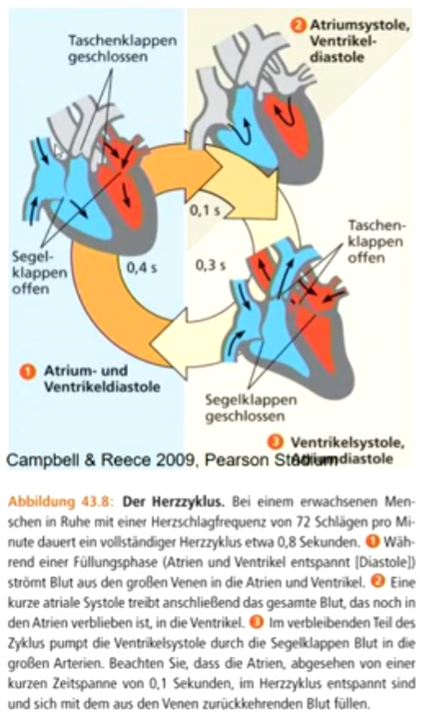 Herz aus 2 Vorkammern (**Atrien**) und 2
Hauptkammern (**Ventrikel**); Fließrichtung des Blutes
wird durch **Ventilklappen** festgelegt


1. Blut sammelt sich im rechten Atrium aus dem
   Körper und im linken Atrium aus der Lunge
2. Kontraktion des Atriums, Blut strömt durch die
   Segelklappen in den rechten bzw. linken Ventrikel
3. Kontraktion der beiden Ventrikel pumpt Blut durch
   die Taschenklappen in die Lungenarterie bzw.
   Körperarterie
   

**Systole** = Kontraktion des Herzmuskels, pumpt Blut aus dem Herz

**Diastole** = Erweiterung des Herzmuskels, nimmt
Blut in das Herz auf