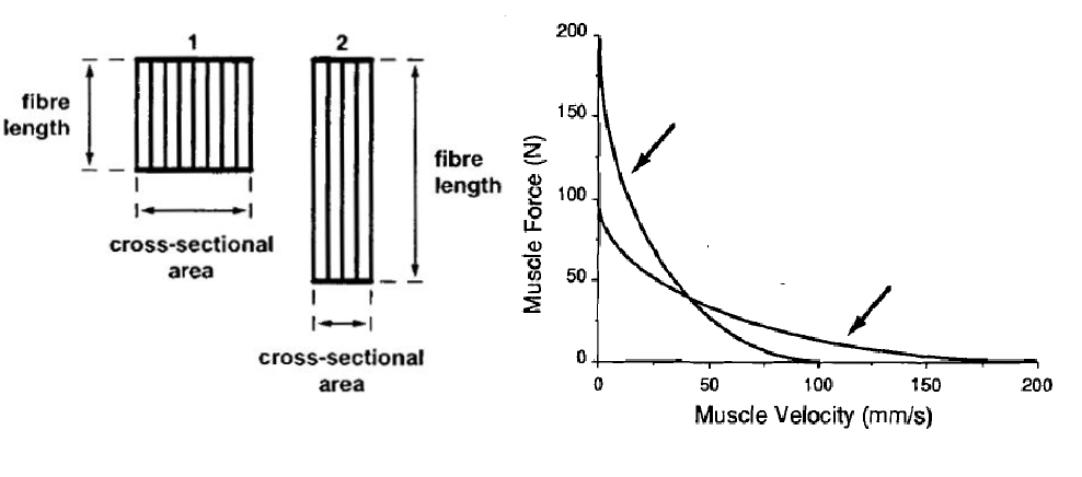 Force-Velocity