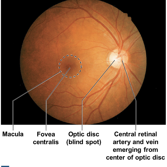 <p>Retina( Macula; fovea centralis, optic disc)</p>