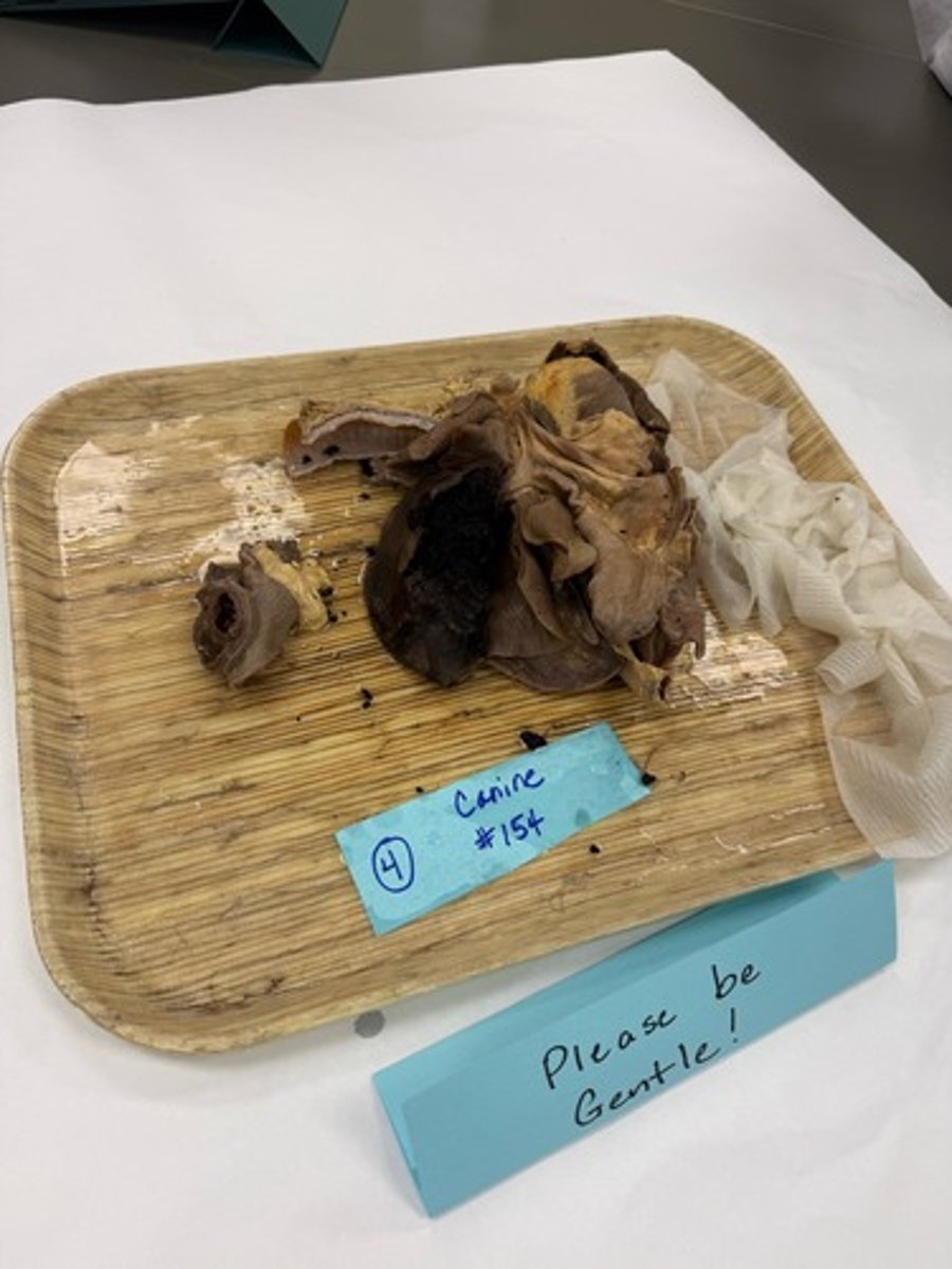 <p>Descripe pathogenesis of lesion</p>
