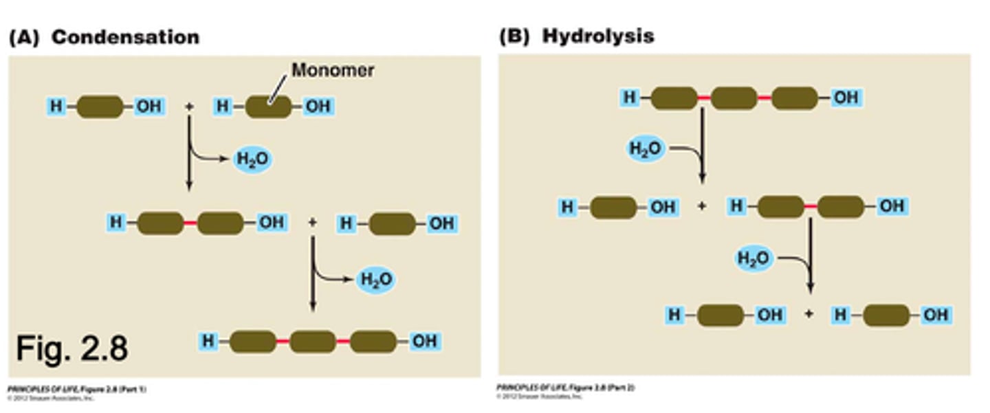 <p>Condensation= A reaction in which two or ore molecules combine to form a larger molecule.<br>Hydrolysis= A larger molecule forms two (or more) smaller molecules and water is consumed as a reactant.</p>