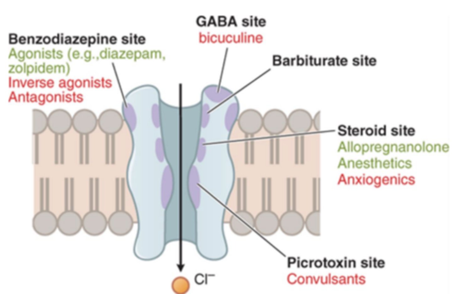<p>GABA</p>