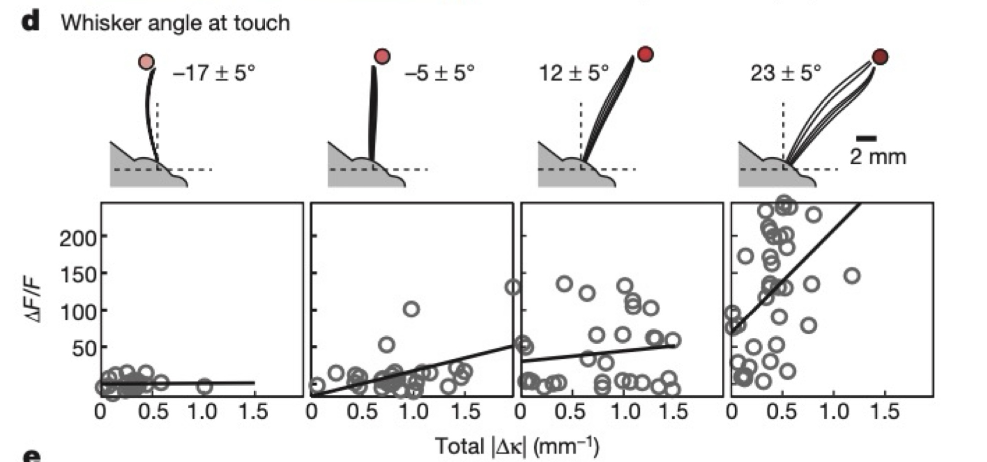 <p>What does the mouse study tell us about neuron modulation?</p>